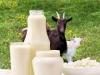 Поговоримо про користь і шкоду козячого молока для людини, а також способи її вживання. Коли пити козяче молоко