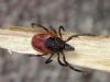 Tick ​​habitats and where they hide Are ticks found in the field
