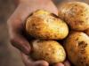 Картофи за отслабване: кои картофи причиняват наддаване на тегло?