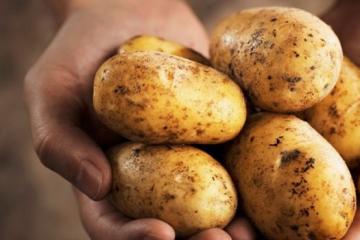 Potatis för viktminskning: vilken potatis orsakar viktökning?