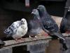 Интересни неща за гълъбите Какво не знаем за гълъбите
