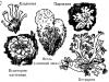 گلسنگ های کروستوز: توصیف، ساختار، معنی در طبیعت