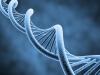 ԴՆԹ-ի կառուցվածքը և գործառույթները Բջջում ԴՆԹ-ի երեք գործառույթ