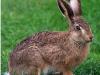 Dream Interpretation: Why can a hare dream?