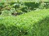 شمشاد یک گیاه همیشه سبز منحصر به فرد برای باغ شما است شمشاد همیشه سبز Buxus در دفتر