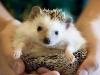 What does it mean if you dream about a hedgehog?