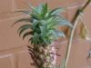 How to plant a pineapple How to grow a pineapple from a ponytail